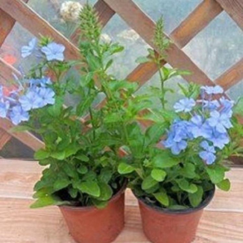 万里飘香藤 报价行情 排行 品牌 参数 怎么样 图片 商家 苏宁易购