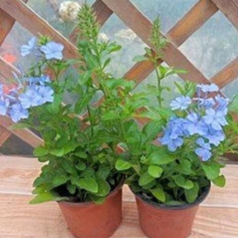 回固万里飘香腾花双喜藤万里飘香藤花盆栽红婵花带花苞发货四季开花蓝蓝雪花小盆 原盆原土发货 不含盆报价 参数 图片 视频 怎么样 问答 苏宁易购