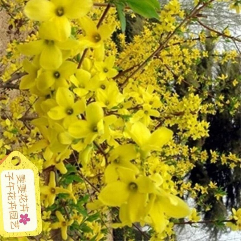 连翘花5颗 生根粉猴尾柱仙人掌科垂吊软毛猴尾巴管花柱属九尾狐长毛多肉植物盆栽报价 参数 图片 视频 怎么样 问答 苏宁易购