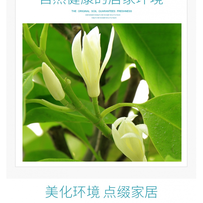 白兰花盆栽花卉植物弹痕室内玉兰树苗带花苞四季开花浓香型角兰好养白兰6年苗直径2cm 当年开花 含盆图片 高清实拍大图 苏宁易购