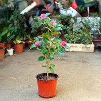 茶花苗山茶花树苗盆栽四季开花绿植物花卉观花庭院阳台玫瑰牡丹