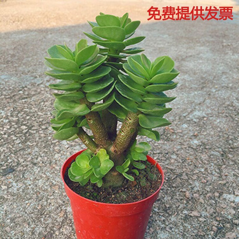 金钱木老桩多肉植物盆栽室内金钱树桌面绿植花卉肉肉植物净化空气视频介绍 金钱木老桩多肉植物盆栽室内金钱树桌面绿植花卉肉肉植物净化空气功能演示视频 苏宁易购
