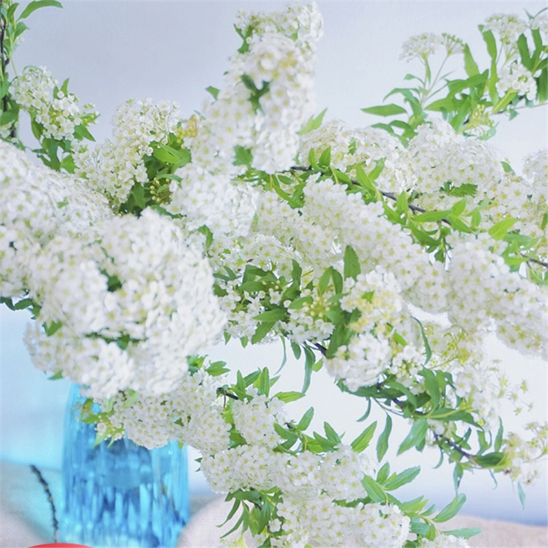 古达雪柳鲜枝干枝水养喷雪花干支水培植物花卉树苗盆栽遇水插开花龙柳