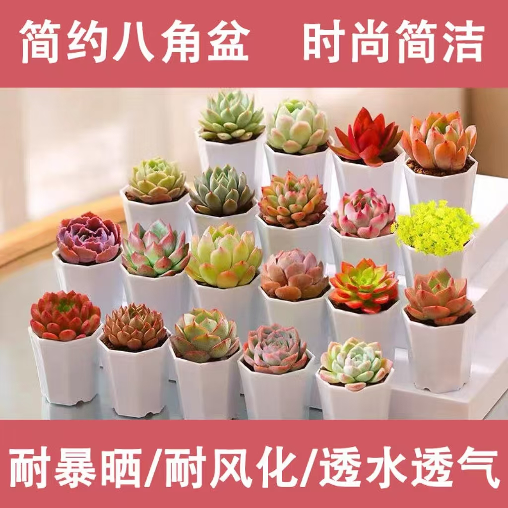 【补贴10%】新款多肉植物盆栽组合侧影纯爱红蜻蜓新手好养耐寒办公肉肉防辐射 10颗随机多肉不重复白色八角盆带土栽好