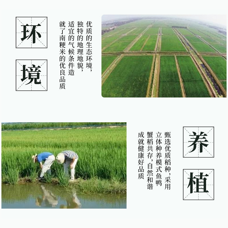 2020新米滨海大米蔡家桥虾稻鲜米粥米香米江苏新大米5KG养胃蟹塘大米