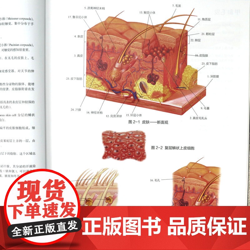 [精装]人体解剖学常用词图解 人体解剖学入门指导 解剖学术语释义词典图解涂色练习医学书籍奈特人体解剖学彩色图谱书籍高清大图