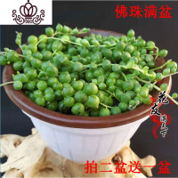 封后佛珠情人泪珍珠吊兰盆栽紫玄月珍珠吊兰佛珠多肉植物拍二送一 佛珠满盆+白挂盆 带盆栽好