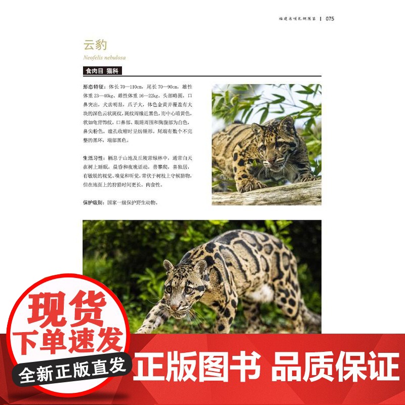 [店]福建省哺乳纲图鉴高清大图