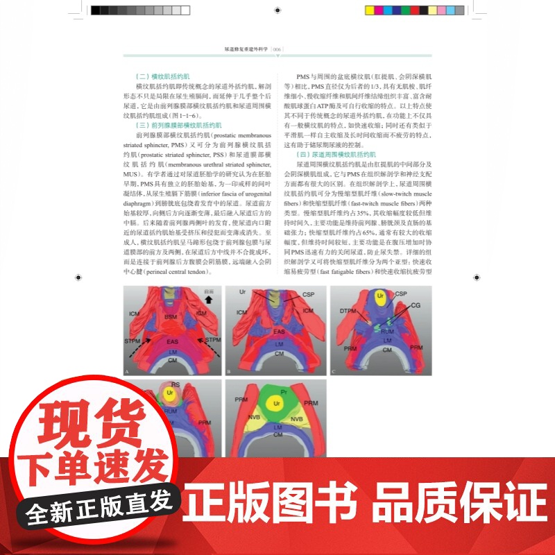 尿道修复重建外科学 泌尿外科学疾病泌尿系统外科手术上海科学技术出版社临床医学高清大图