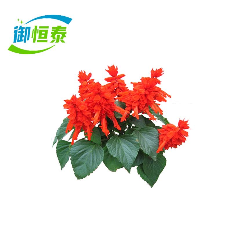 御恒泰西洋红30cm/棵图片