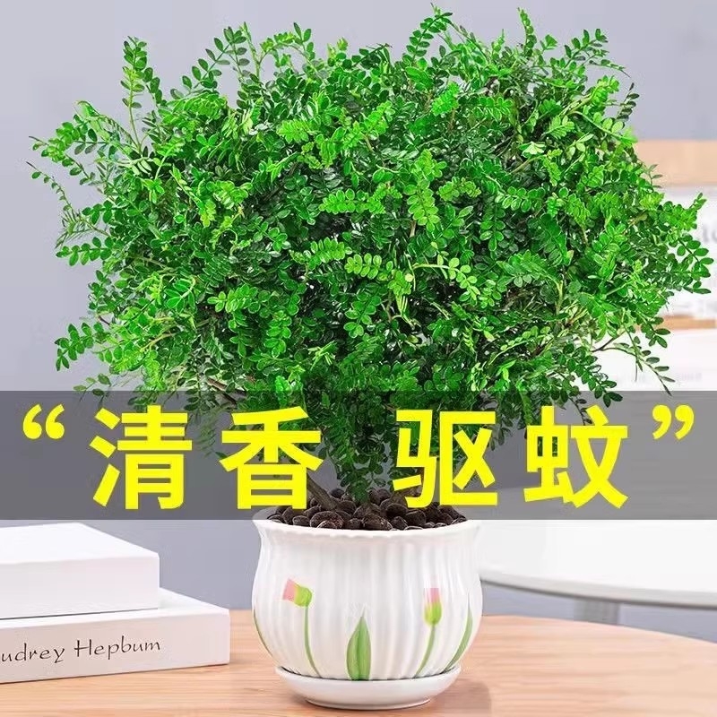 [补贴10%]清香胡椒木盆栽花卉室内外驱蚊草植物树苗老桩盆景九里香绿植客厅高清大图