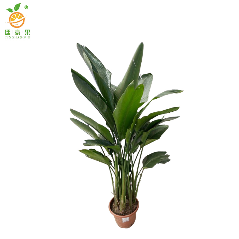 廷豪果 精品天堂鸟 150cm /盆高清大图