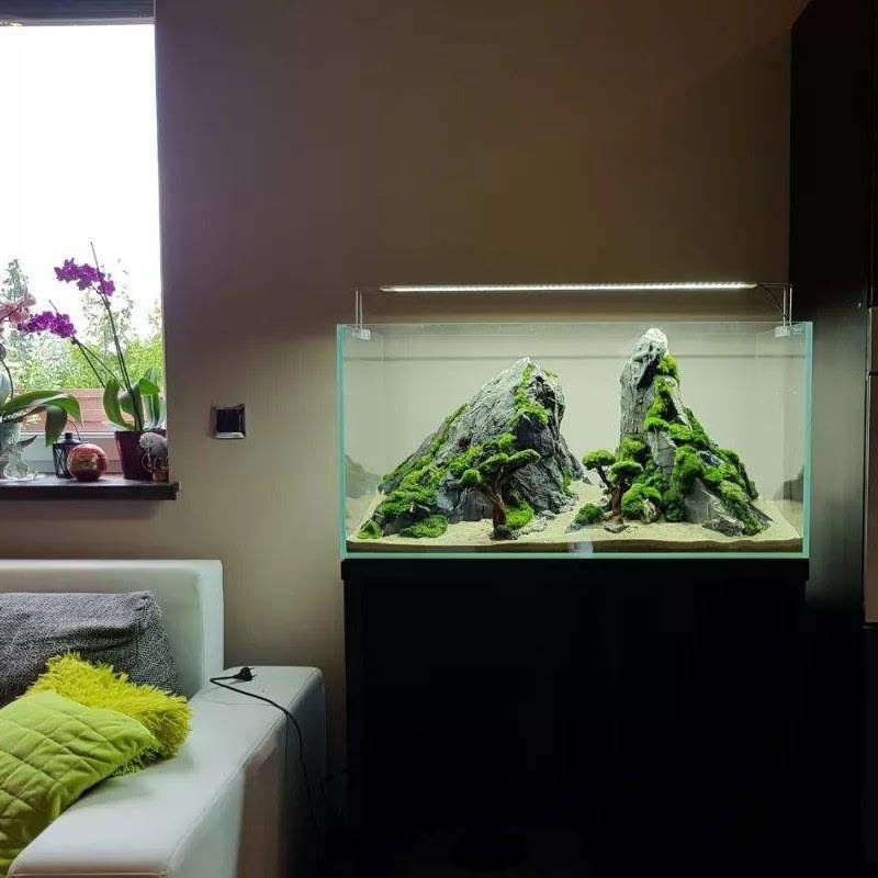 鱼缸水族箱造景性水海藻球绿藻球生态瓶绿澡球水藻球微景观图片