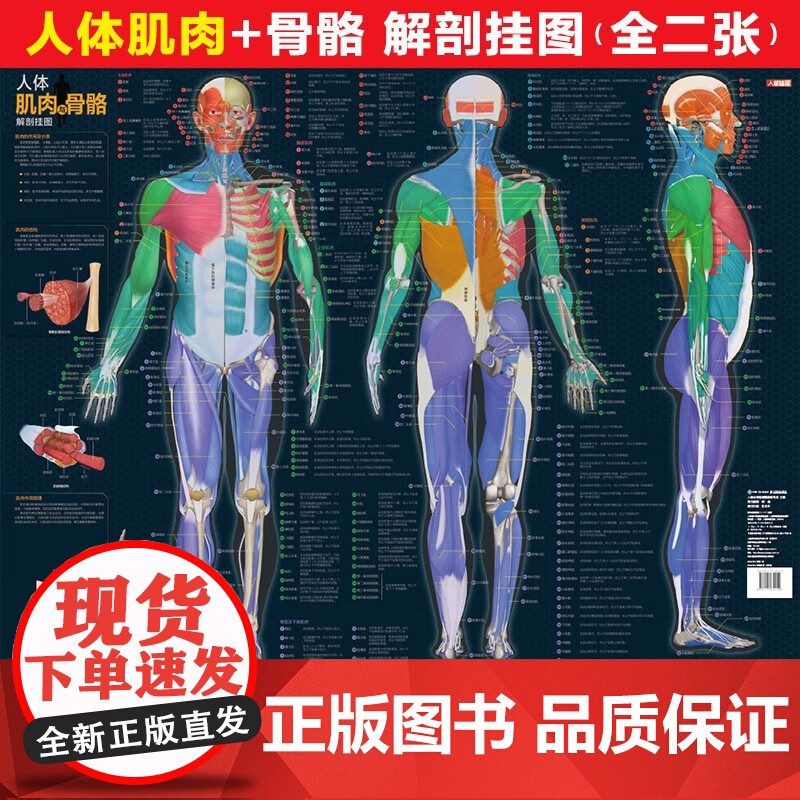 人体肌肉与骨骼解剖挂图 人邮体育解剖图谱编写组 著 运动高清大图