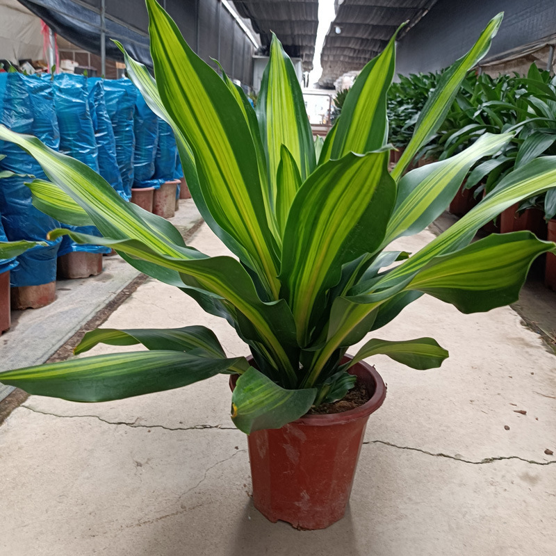 也门铁1214米高含花盆