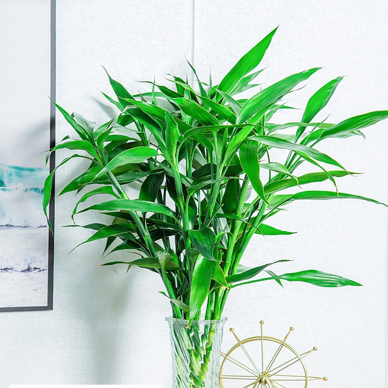 回固富贵竹水培植物盆栽花卉绿植室内花客厅水养绿萝大叶竹节节高