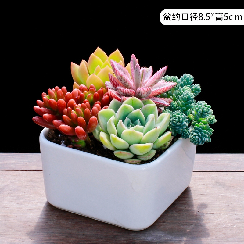 弹痕多肉植物组合盆栽新款肉肉绿植含盆土套餐室内花卉办公室净化空气