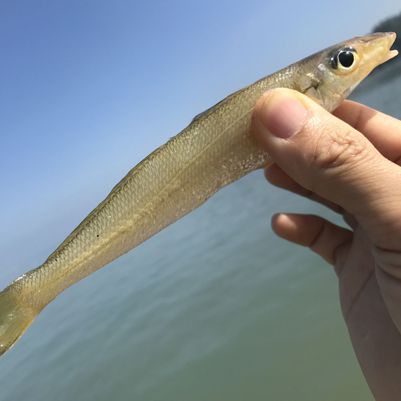沈志雄船长 东山岛海鲜海钓梭子鱼沙尖鱼 16-24条 /1000g 金梭鱼海鲜礼包