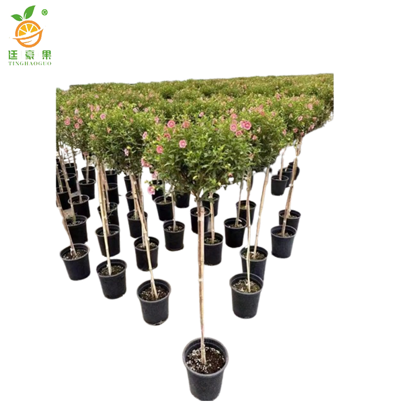 廷豪果 木槿 冠幅80cm /棵高清大图