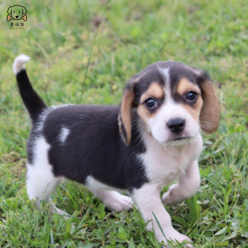 麦比佳宠物 比格犬幼犬 宠物狗比格犬狗狗活体纯种双血统短毛猎兔犬比格鲁中小型高智商家庭犬比格打猎狗视频挑选包健康图片