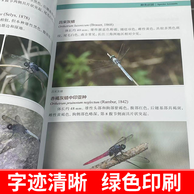 常见昆虫野外识别手册(长江三角洲卷) [正版] 常见昆虫野外识别手册(长江三角洲卷) 好奇心书系长江三角洲地区常见昆虫2高清大图