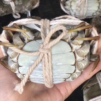 餐中王阳澄镇清水大闸蟹2.0-2.4两8只新鲜大母蟹鲜活螃蟹苏州水产品
