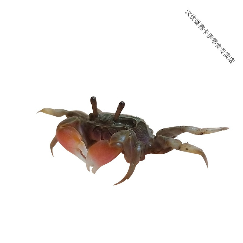 迷你蟹辣椒蟹宠物鱼缸观赏蟹淡水活体草缸可深水养殖小螃蟹除藻蟹 辣椒蟹5只+送2只备损 (1-1.5厘米)