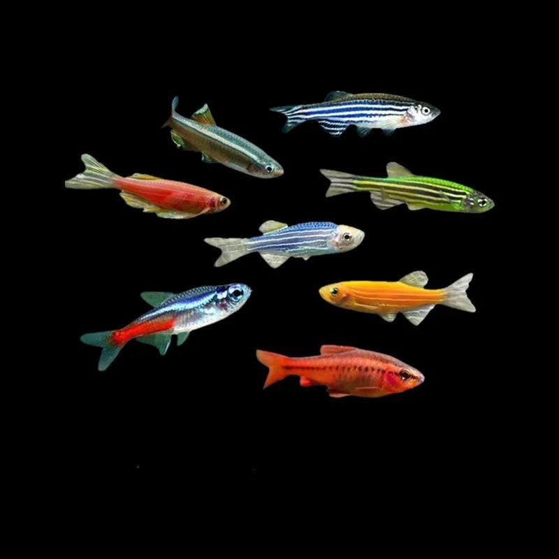 多彩斑马鱼灯科淡水小型活体观赏鱼红蓝青金黄斑马鱼好看耐活易养黄金