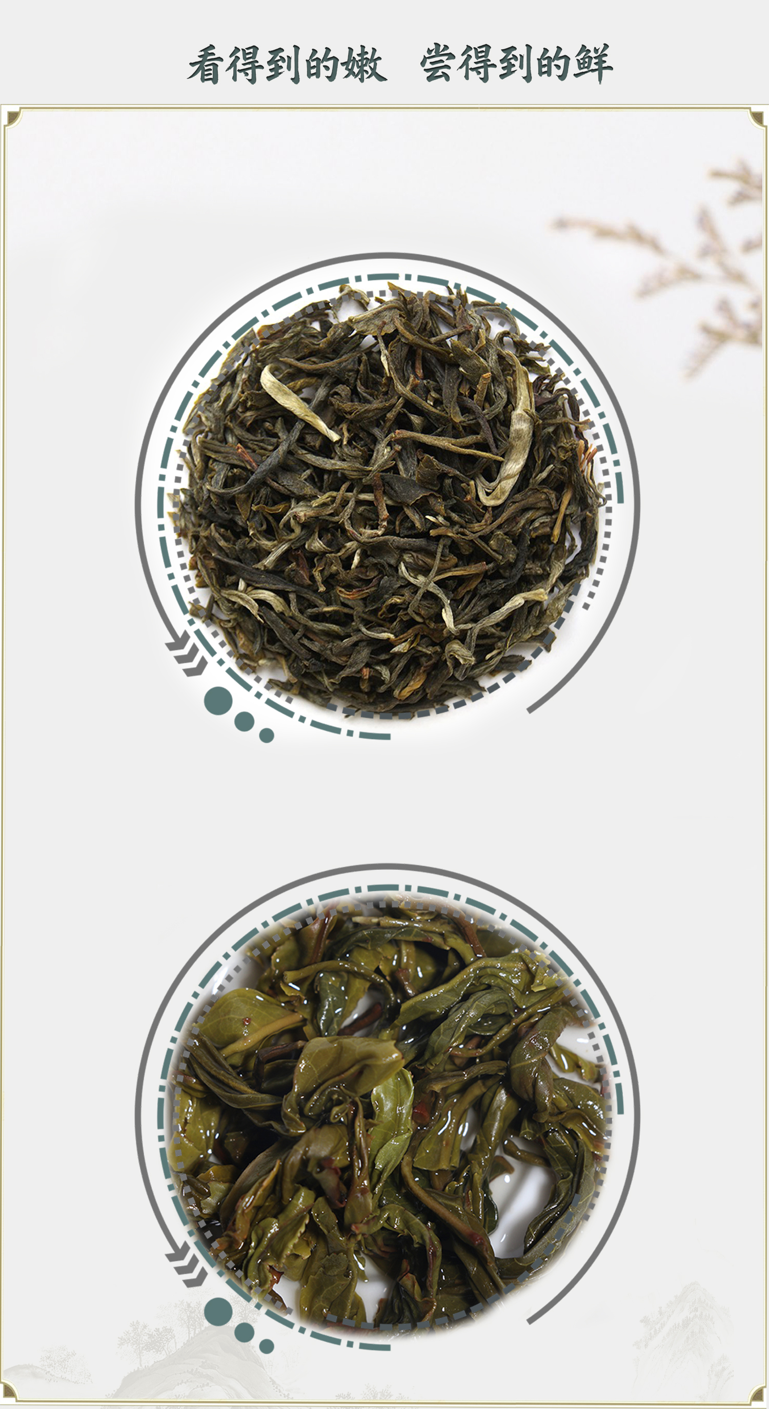 铭思达碧云仙绿茶高清大图