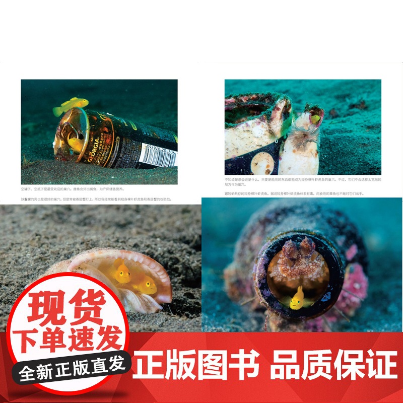 海面下的性与爱 从求爱到离别的自然观察手记 海洋科普 摄影作品 海洋生物 北京科学技术高清大图