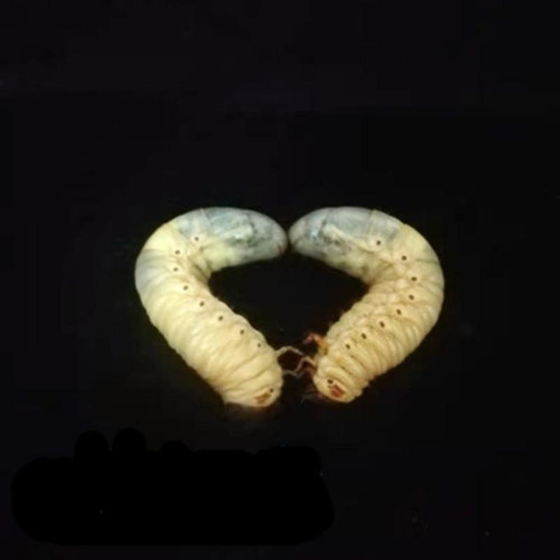 幼虫一公一母(不含其他) 独角仙甲虫宠物成虫幼虫姬兜巨型超大兜虫花
