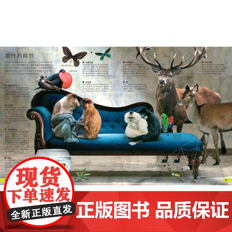 DK儿童视觉百科全书 动物 11-14岁 英国DK公司 著 科普百科高清大图