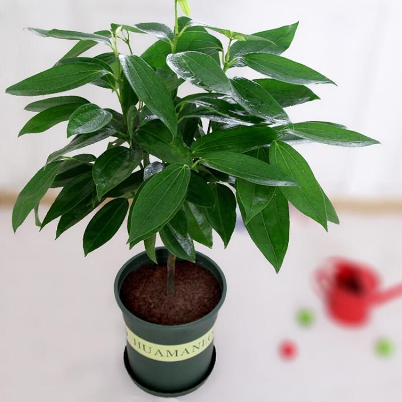 子喧平安树盆栽大型绿植花卉小树苗室内客厅办公室植物盆栽60cm平安树