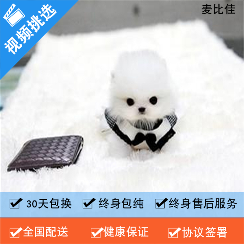 麦比佳 纯种哈多利系球体博美犬活体动物 茶杯博美犬 日系俊杰双血统长不大的茶杯狗白色博美犬 赛级博美犬活体狗狗纯种博美犬高清大图