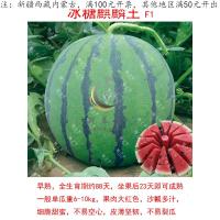 冰糖麒麟王种子西瓜种子早熟脆甜沙瓤多汁大果西瓜籽蔬菜种子四季