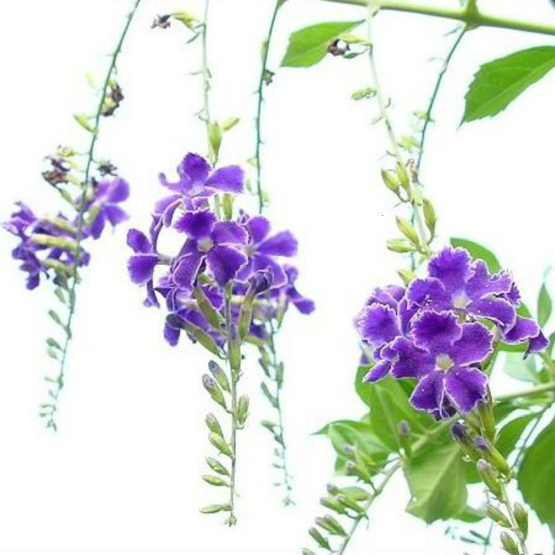 香水连翘花蕾丝金露花巧克力花花有香水味庭院花木盆栽