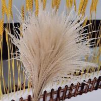 天然芦苇干花花束麦穗干花仿真花田园装饰ins拍照道具稻穗真花 12支本色芦苇 40厘米