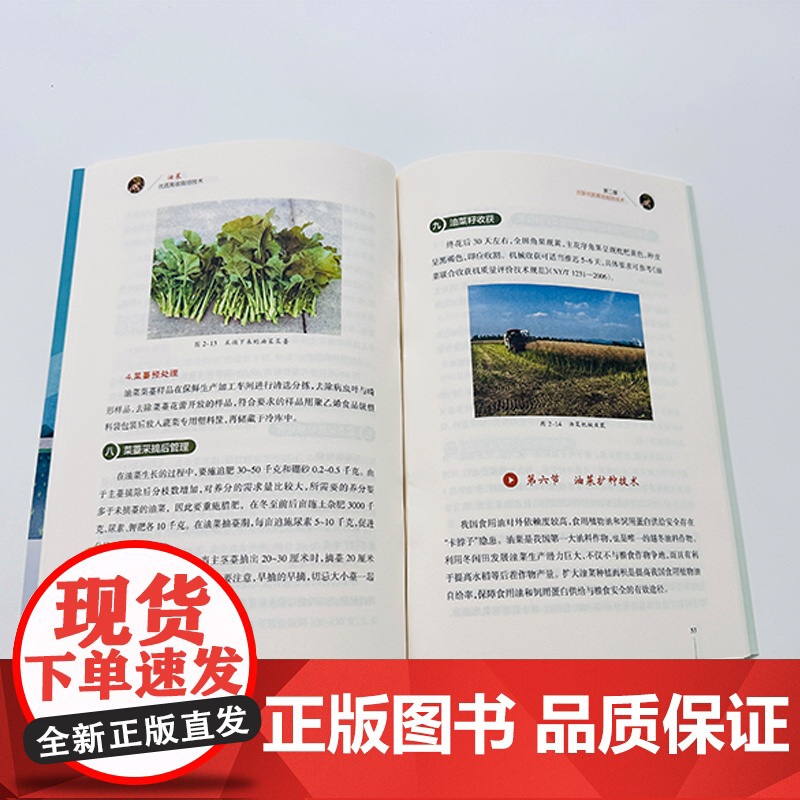 [助力乡村振兴出版计划·现代种植业实用技术系列]油菜优质高效栽培技术高清大图