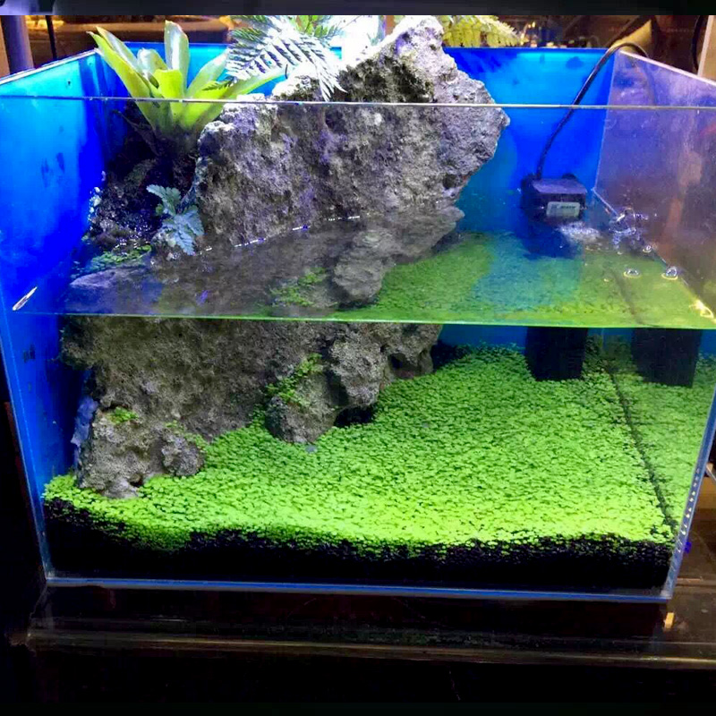 水种子鱼缸水族箱水种子鱼缸造景坪水种子迷你对叶种子高清大图
