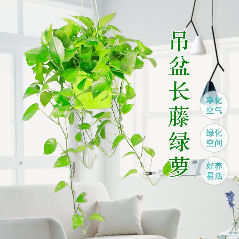 绿萝兰花卉水培盆栽室内净化空气吸甲醛植物办公室水养长藤绿萝