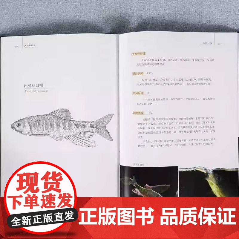 正版中国原生鱼 第一辑 化学工业出版社 观赏鱼原生观赏鱼图鉴书淡水鱼类溪流冷水鱼观赏鱼 鱼类科普书海洋生物知识书籍高清大图