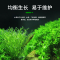 水草籽鱼缸种子牛毛对叶真水草种籽草坪草籽造景植物底砂套餐