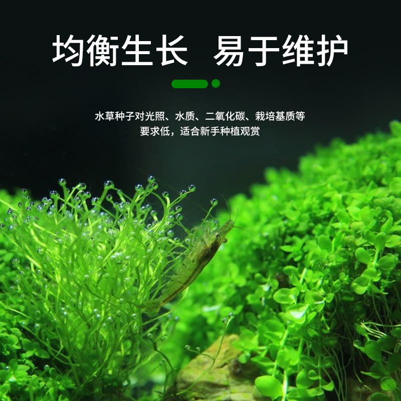 水草籽鱼缸种子牛毛对叶真水草种籽草坪草籽造景植物底砂套餐图片