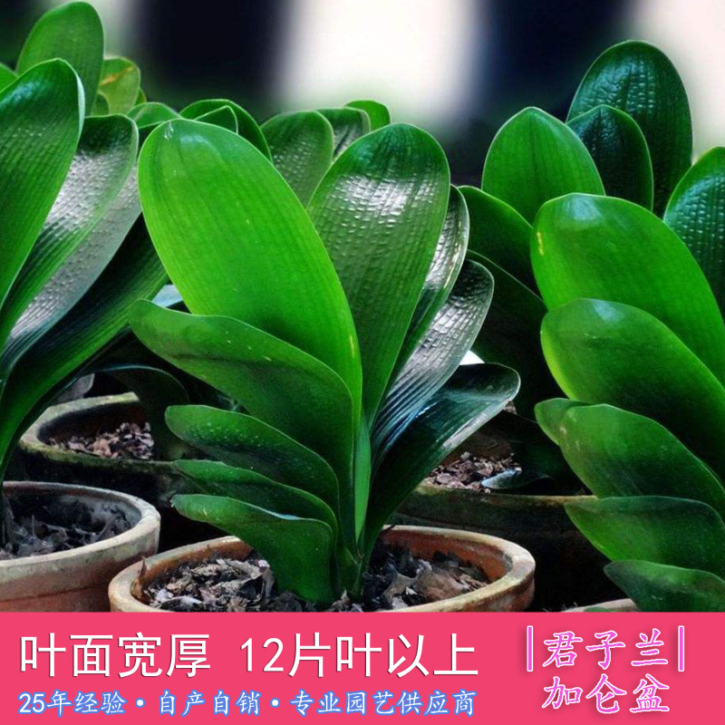 君子兰绿植花卉盆栽室内净化空气兰花水培植物开花君子兰盆栽耐干易养不易死