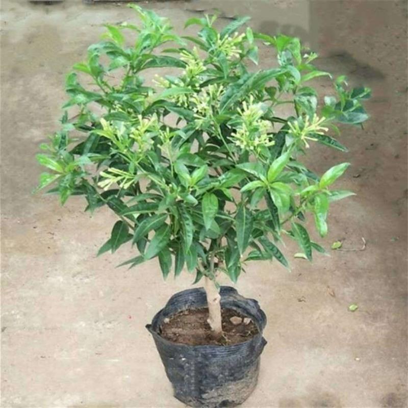 夜来香3年苗(当年开花) 原土球发货 夜来香盆栽绿植驱蚊植物夜香花夜兰香夜丁香千里香浓香型花卉花苗