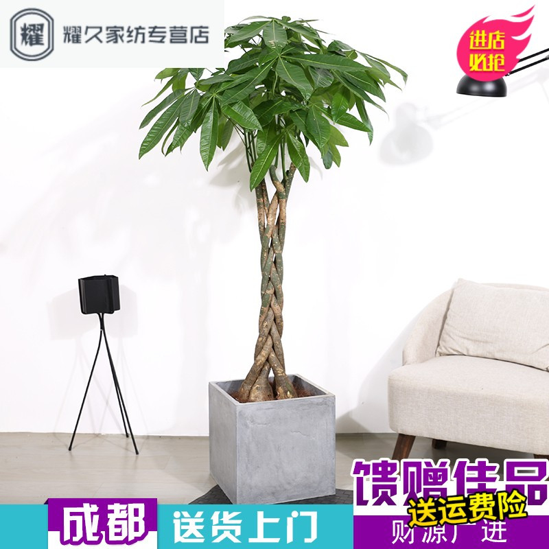 大盆栽植物辫子财树开业乔迁礼品室内客厅绿植成都配送(请先与客服确认再下单)