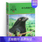 和乌鸦做邻居 [正版]双面猎犬沈石溪小学四年级五年级全集全套书浙江少年儿童出版社非注音版完整版动物小说大王品藏书系小学生