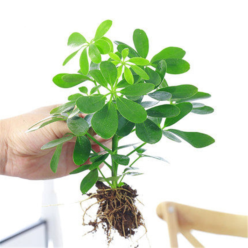 七叶莲水培盆栽植物鸭脚木室内盆景弹痕水养绿植四季好养视频
