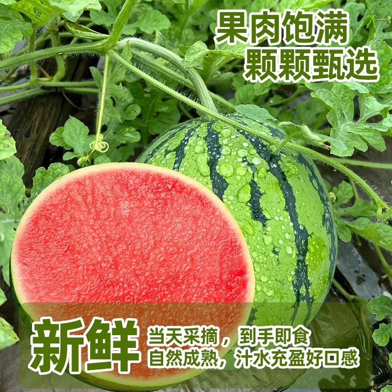 企采严选 头茬麒麟西瓜水果新鲜无籽一颗高清大图