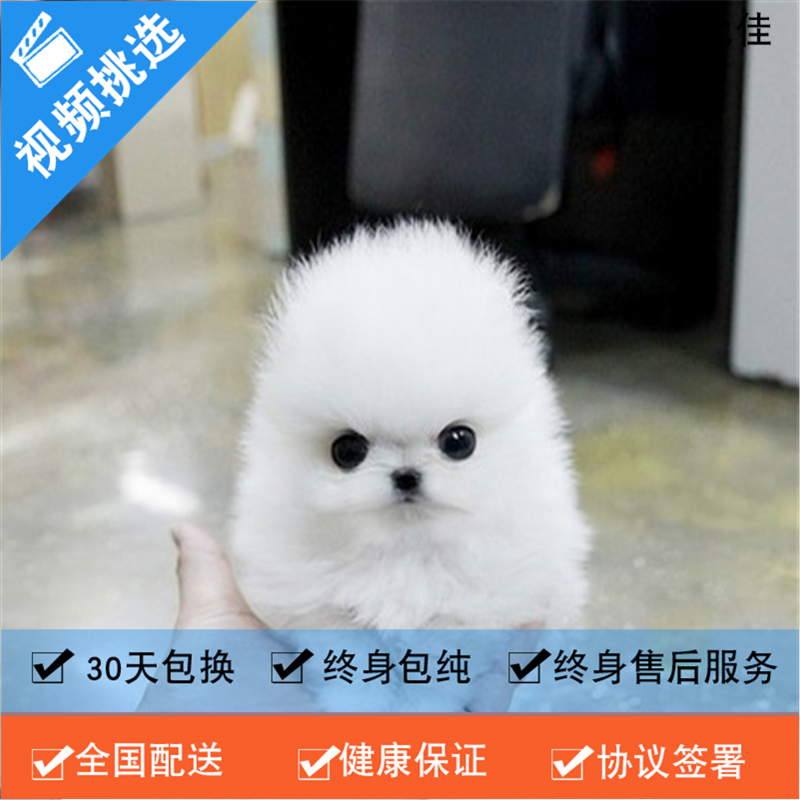 麦比佳 纯种哈多利系球体博美犬活体动物 茶杯博美犬 日系俊杰双血统长不大的茶杯狗白色博美犬 赛级博美犬活体狗狗纯种俊杰犬高清大图